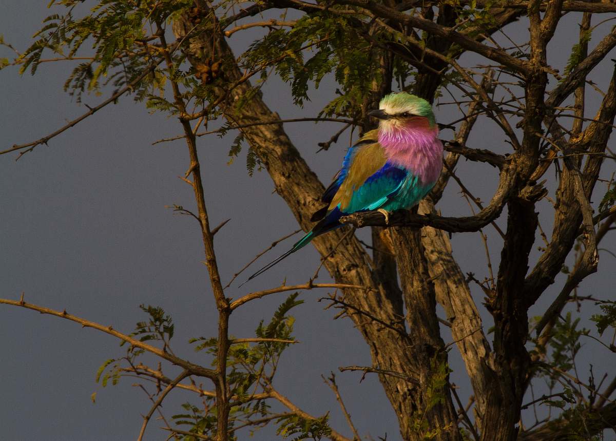 animal shallow focus photo of brown, pink, and green bird on tree branch kruger national park