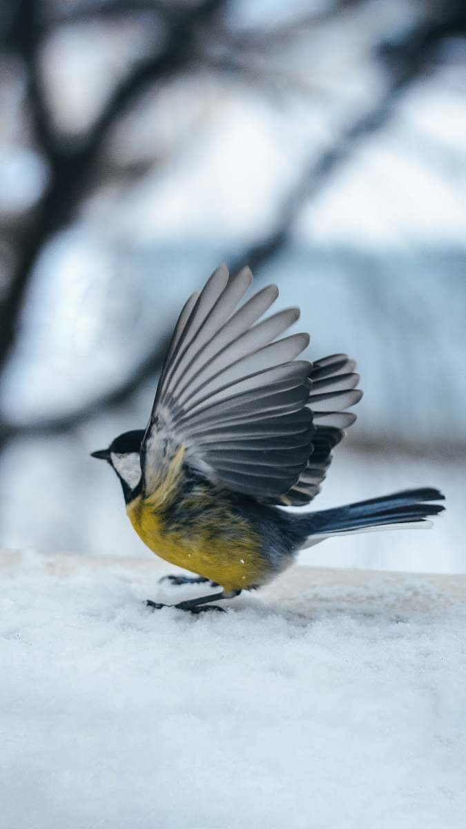animal shallow focus photo of gray and yellow bird jay