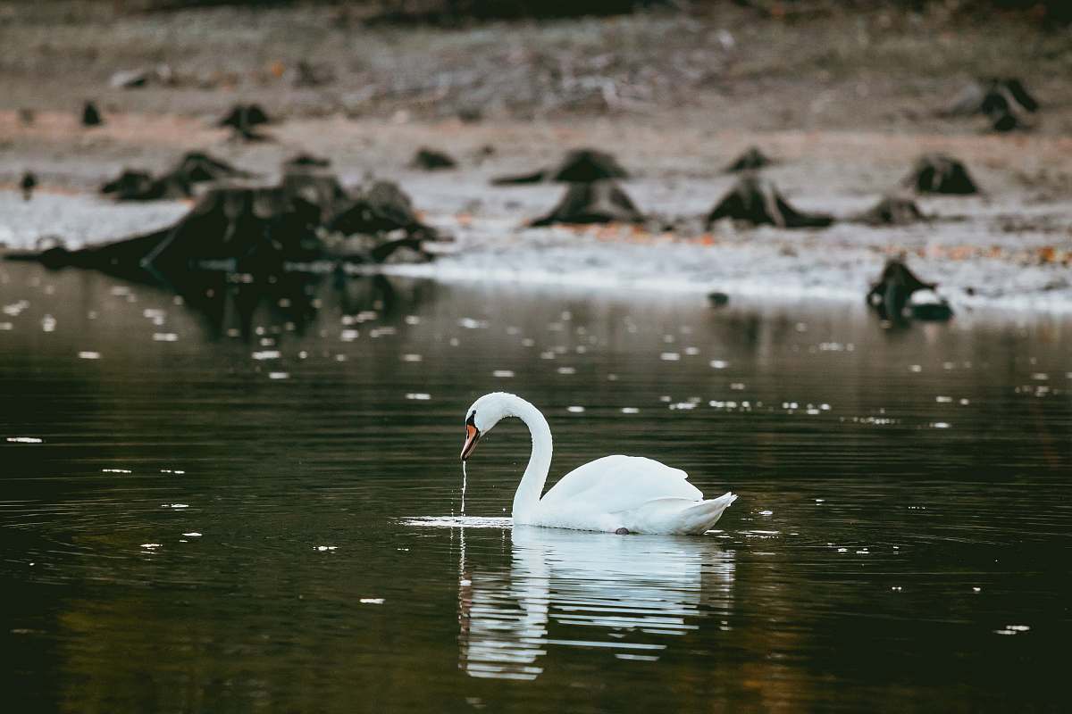 animal swan on body of water water