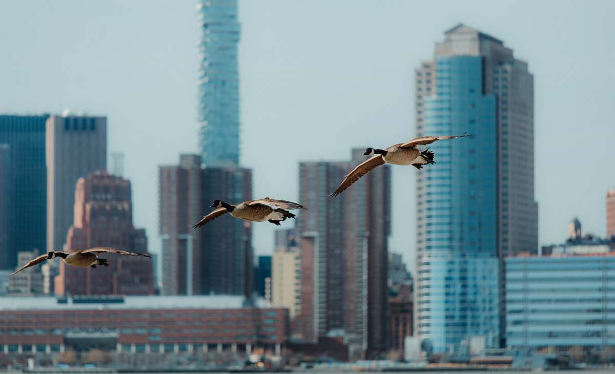 animal three brown birds near high rise buildings flying