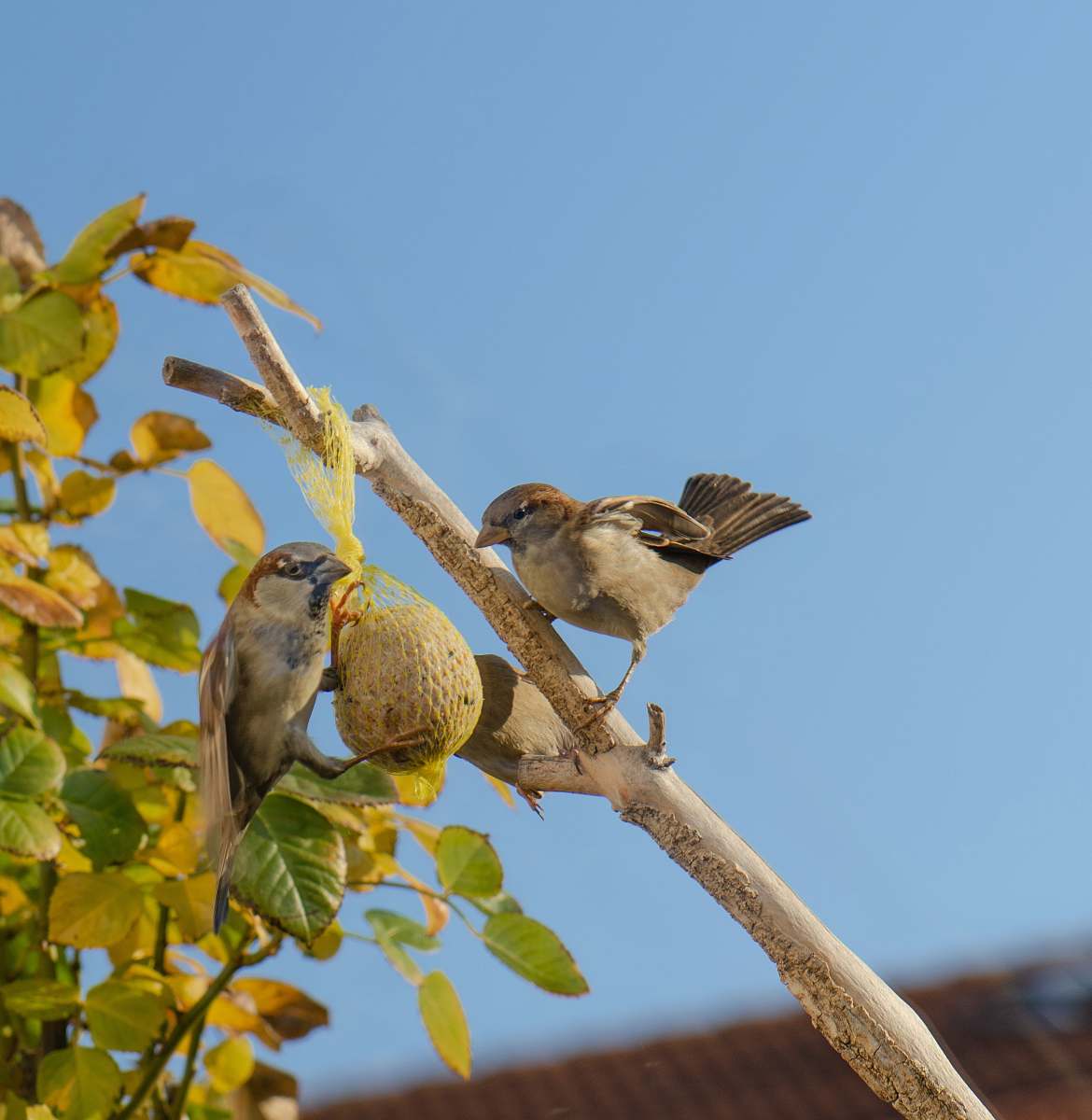 animal two bird on the tree trunk sparrow
