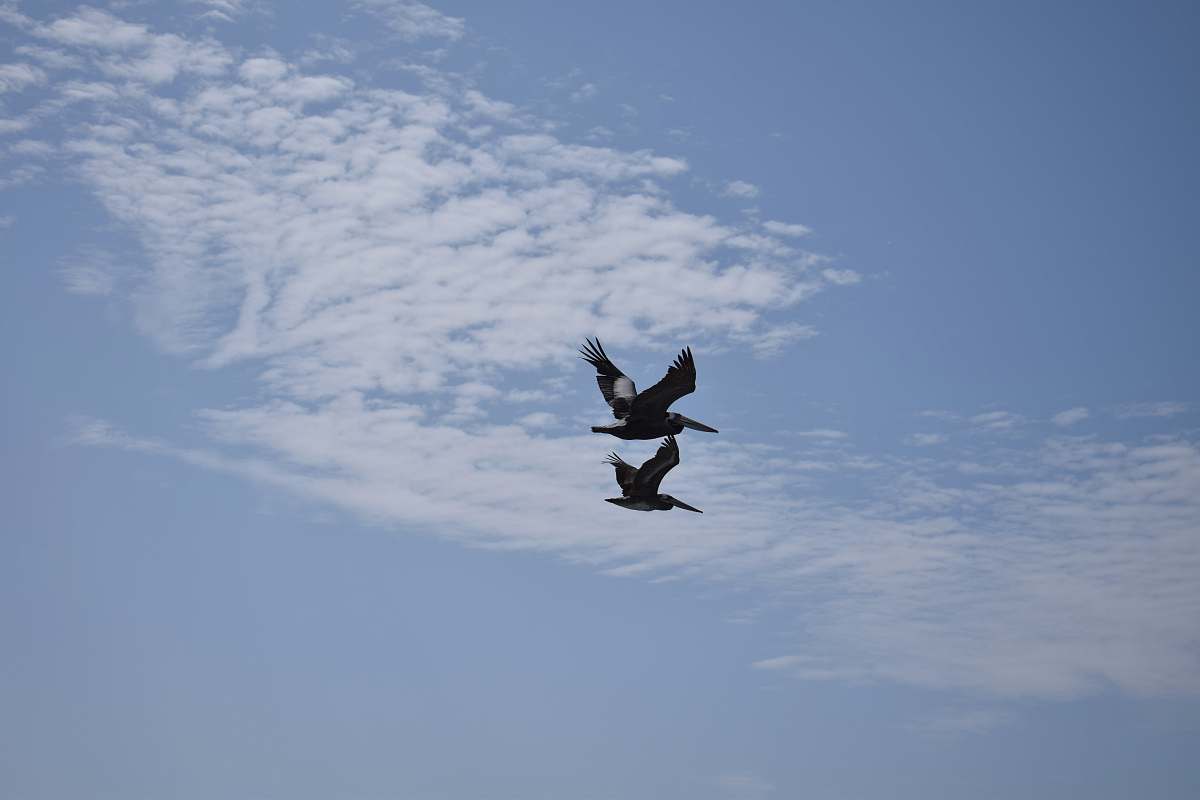 animal two black-and-gray birds under white clouds and blue sky flying
