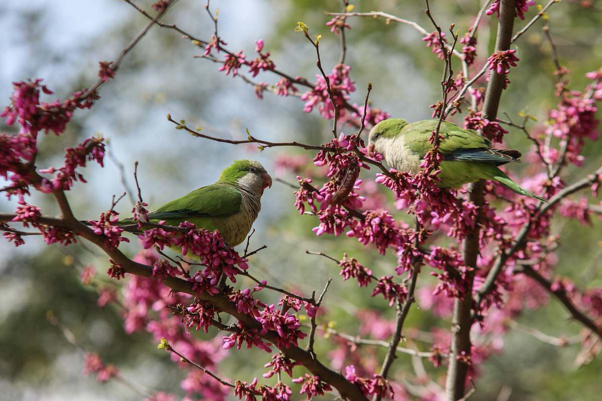 animal two green and white birds barcelona