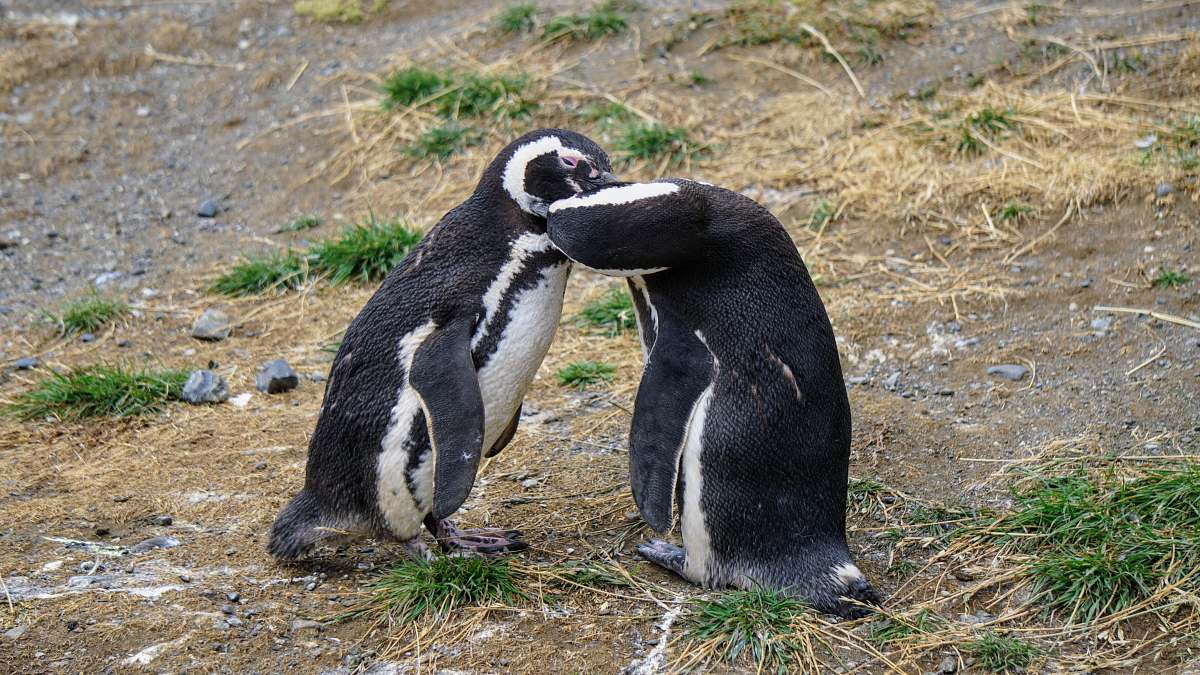 animal two penguins penguin