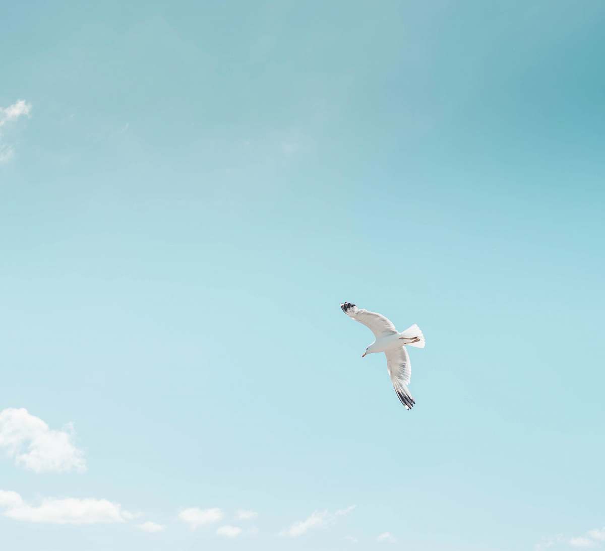 animal white and black bird flying