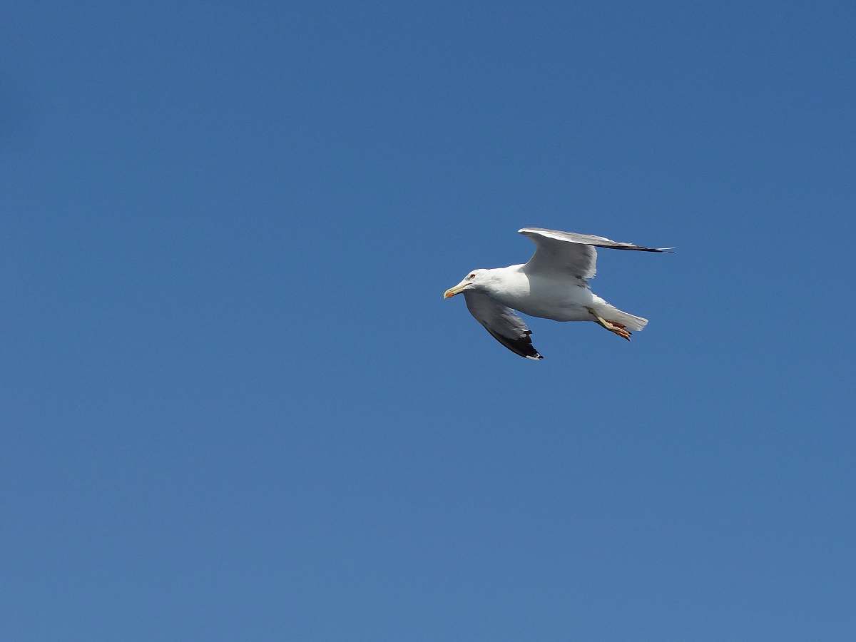 animal white and black bird flying under clear blue sky flying