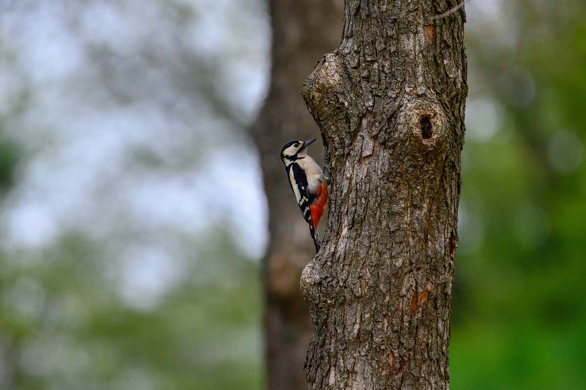 animal white and black bird on tree trunk tree