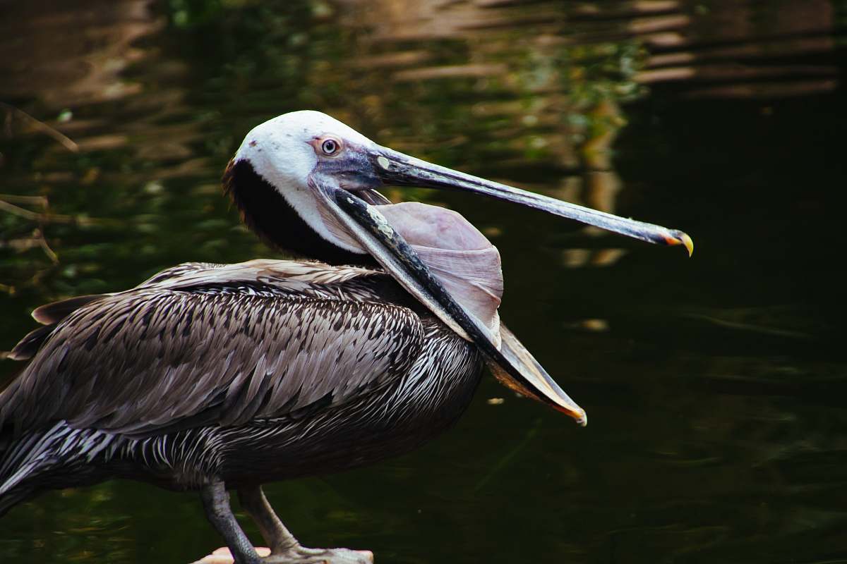 animal white and black pelican bird with open beak pelican