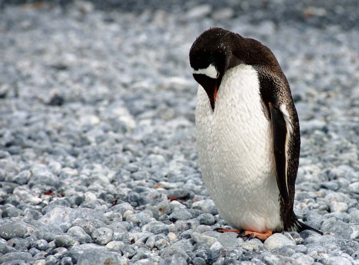 animal white and black penguin looking downward on field penguin