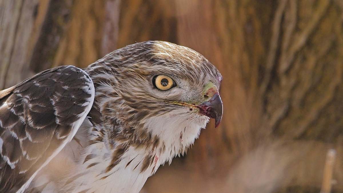 hawk white and brown eagle close-up photography animal