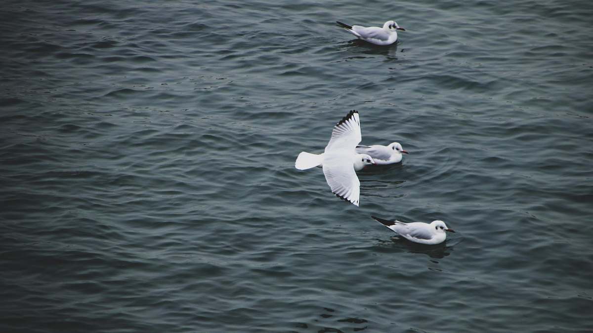 animal white bird grey