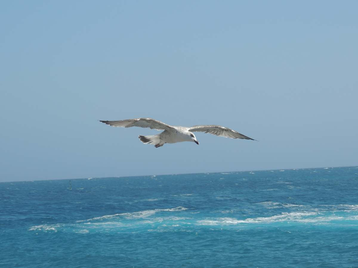 animal white bird close-up photography flying