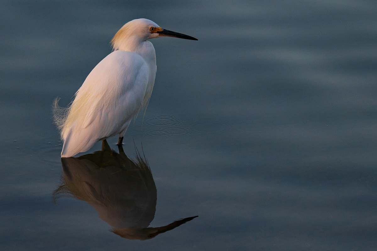 animal white bird in water egret