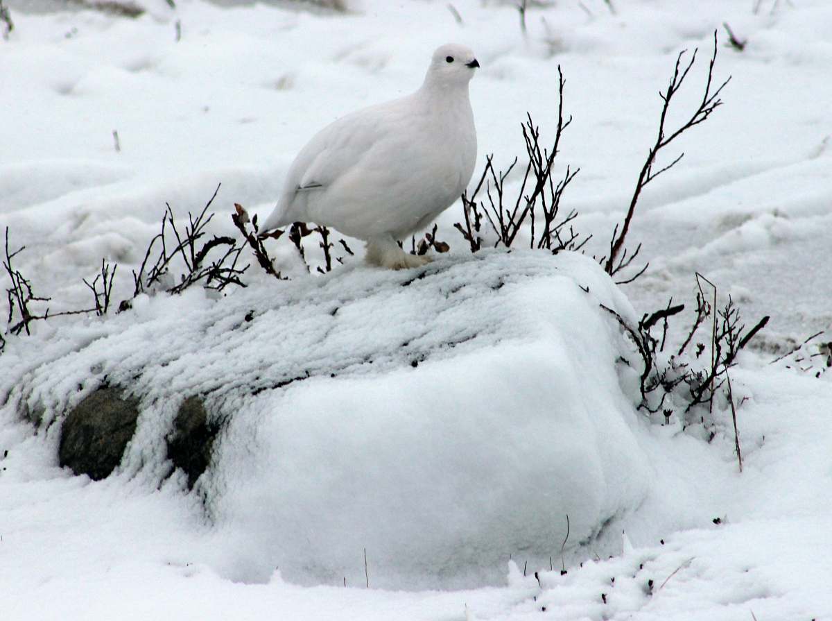 animal white bird perching on snow covered rock grey