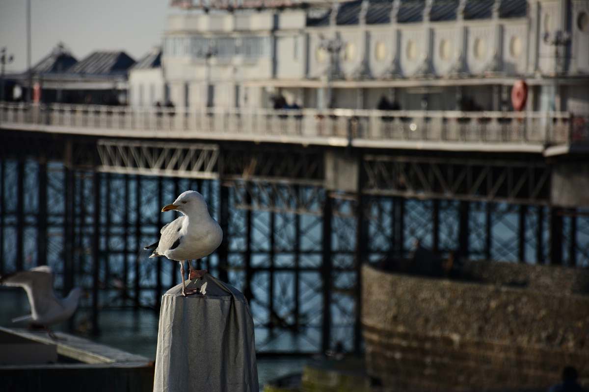 animal white bird porches on grey textile apparel