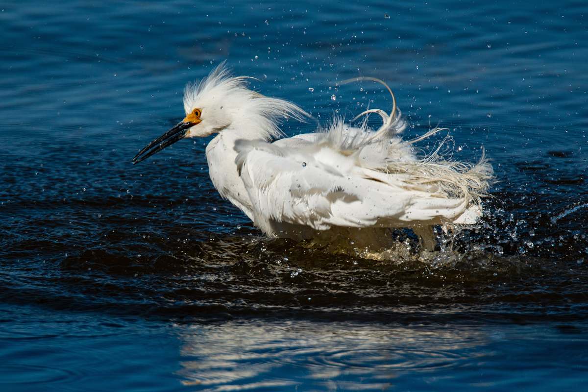 animal white bird shaking-off water from body waterfowl