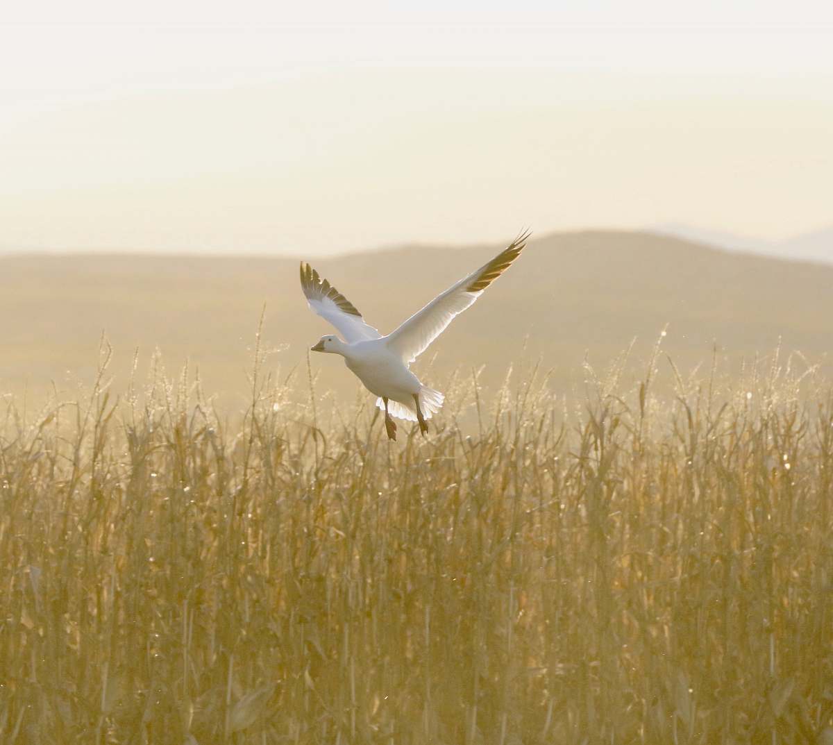 grass white duck flying on wheat field plant