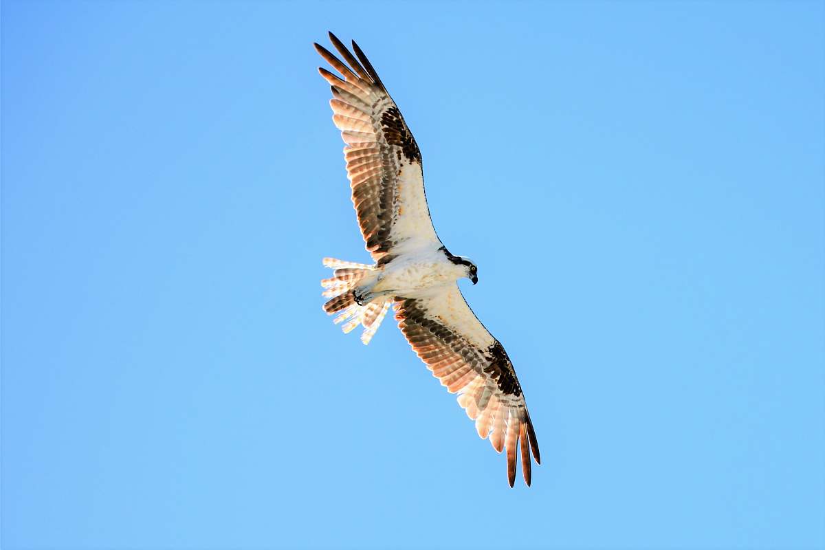 animal white hawk buzzard