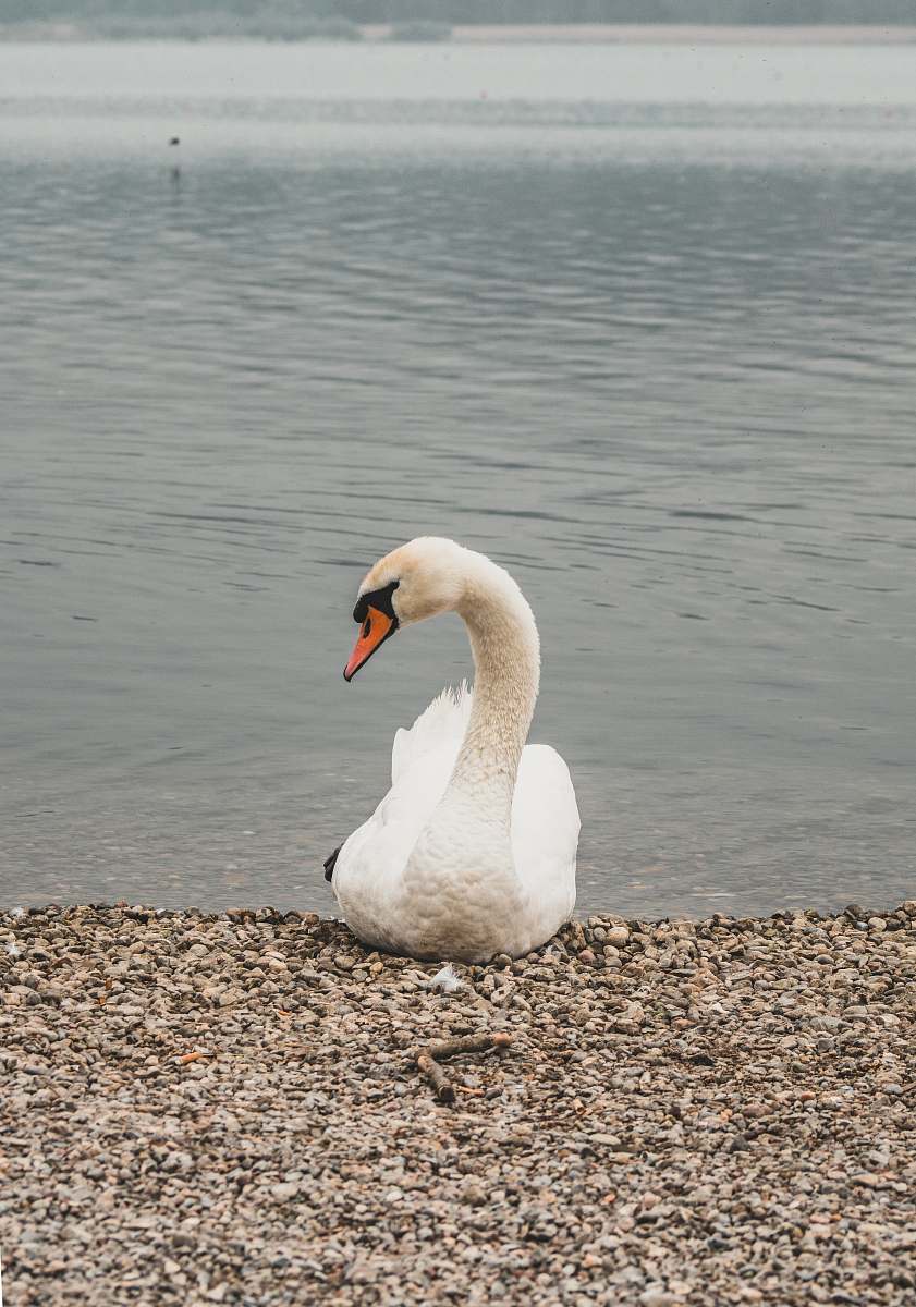 animal white swan on shore during daytime swan