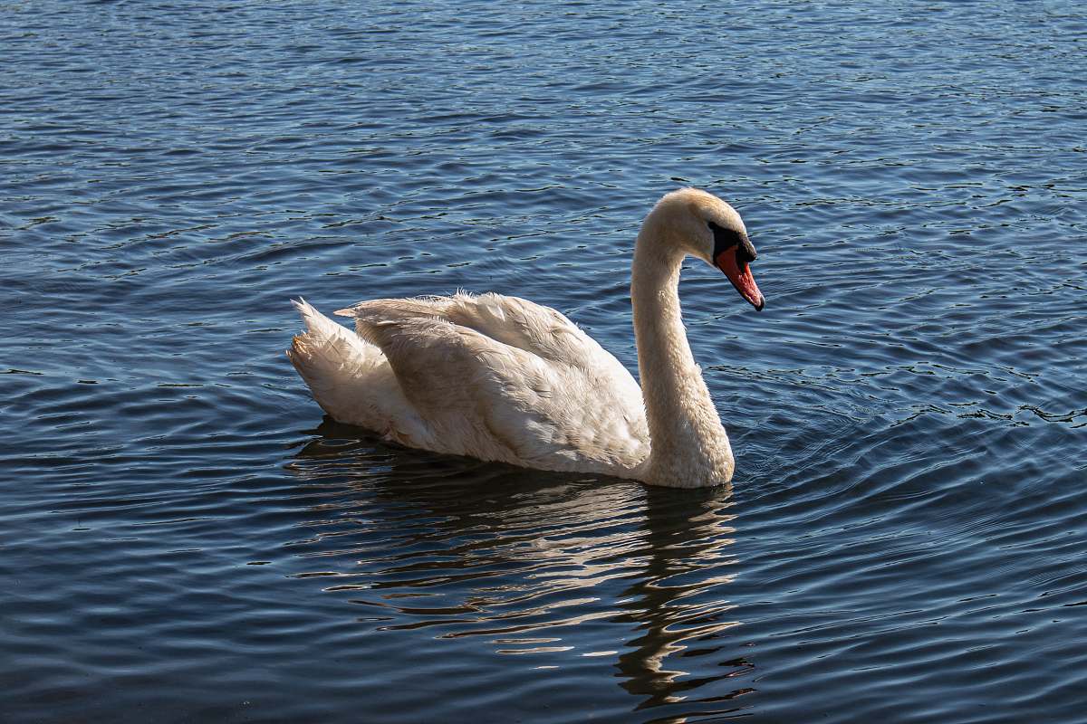 animal white swan photography swan
