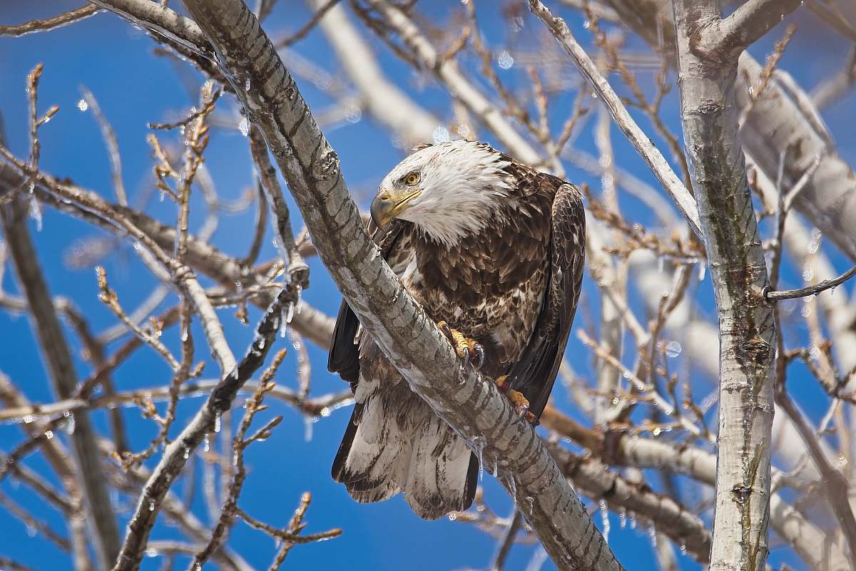 animal wildlife photography of eagle perching on tree brand during daytime eagle