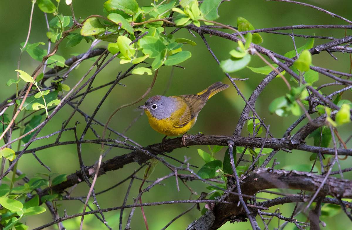 animal yellow-and-gray bird perched on tree or