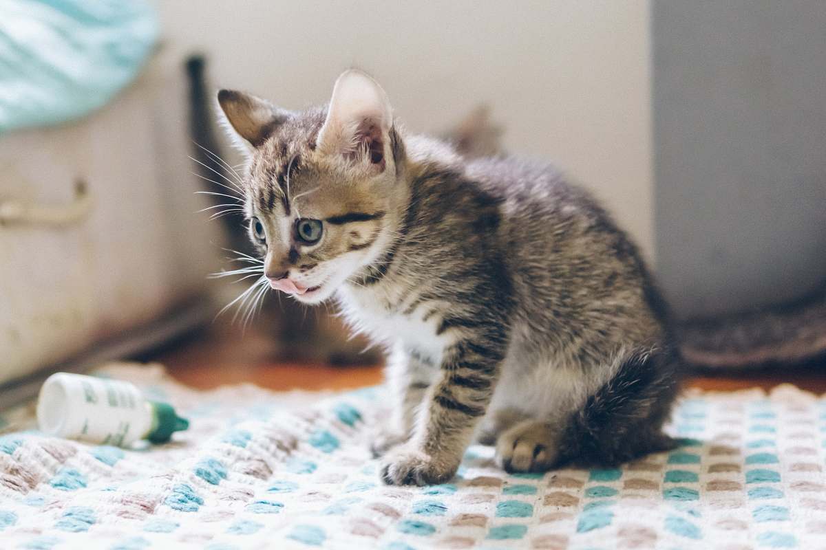 animal grey tabby kitten on white and blue mat kitten