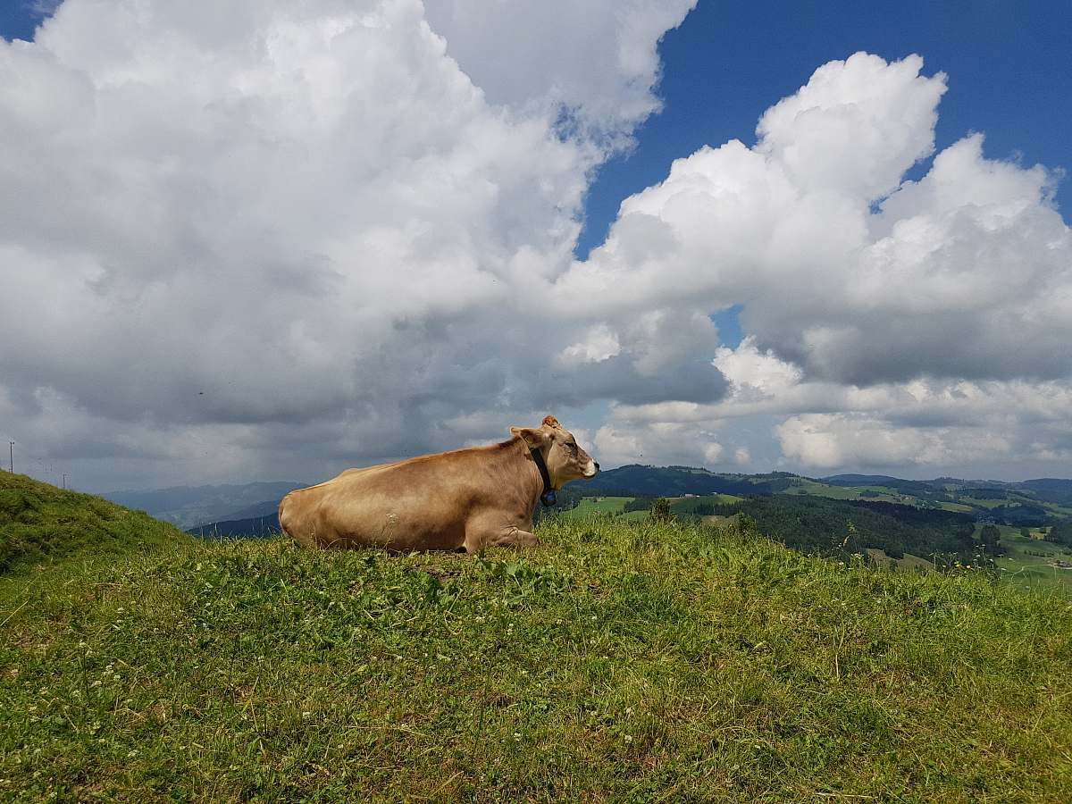 animal brown cow on a field cattle