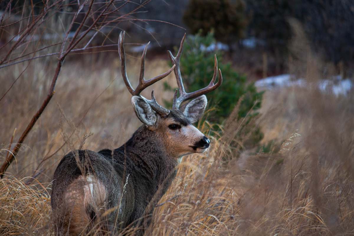 mammal brown deer wildlife