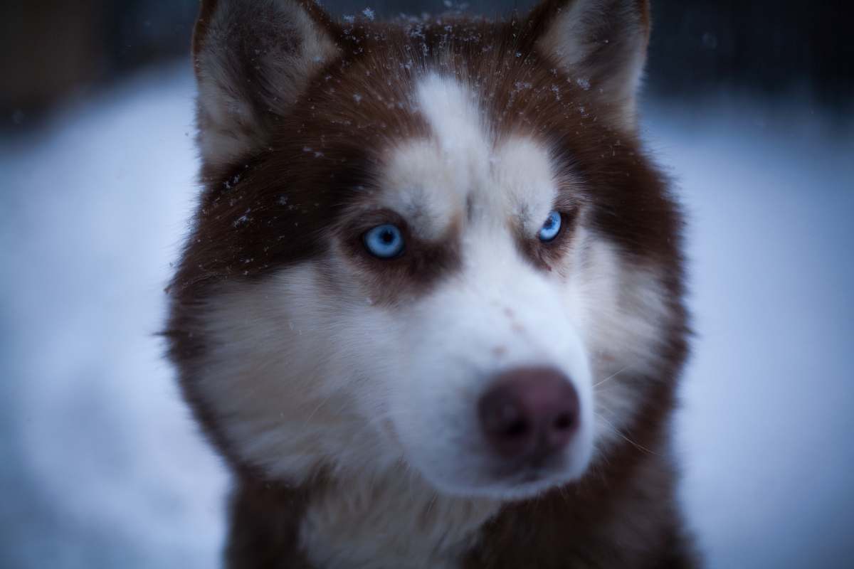 animal close-up photography of white and brown Siberian husky husky