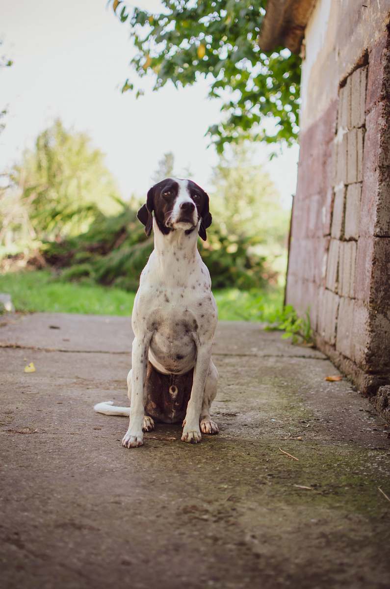 canine white and black dalmatian dog near house pet