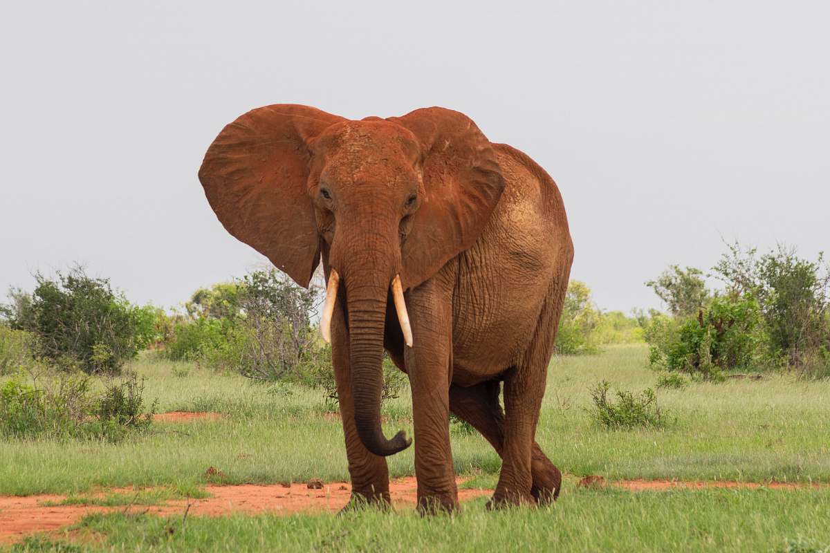wildlife gray elephant walking on green grassfield mammal