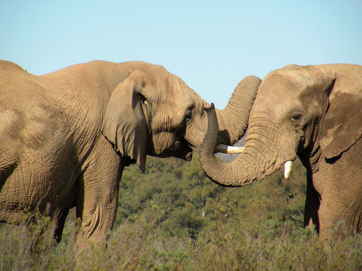 wildlife two brown elephants on pasture during daytime mammal
