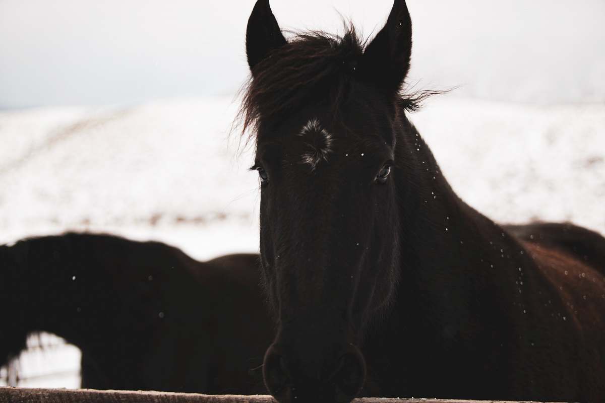 animal black horse mammal