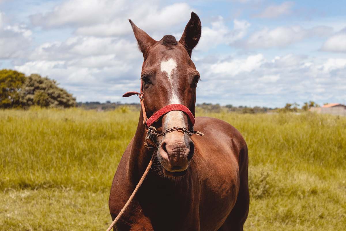 animal brown horse near grass field mammal