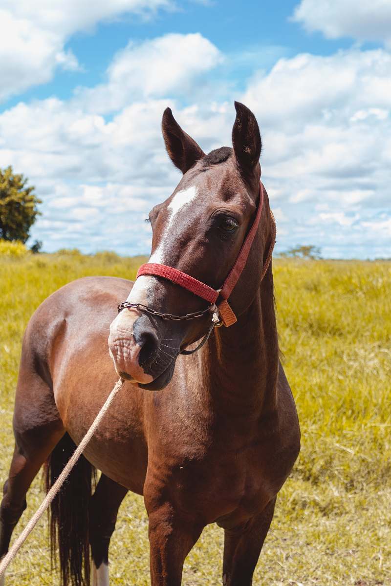 animal brown horse under white sky mammal