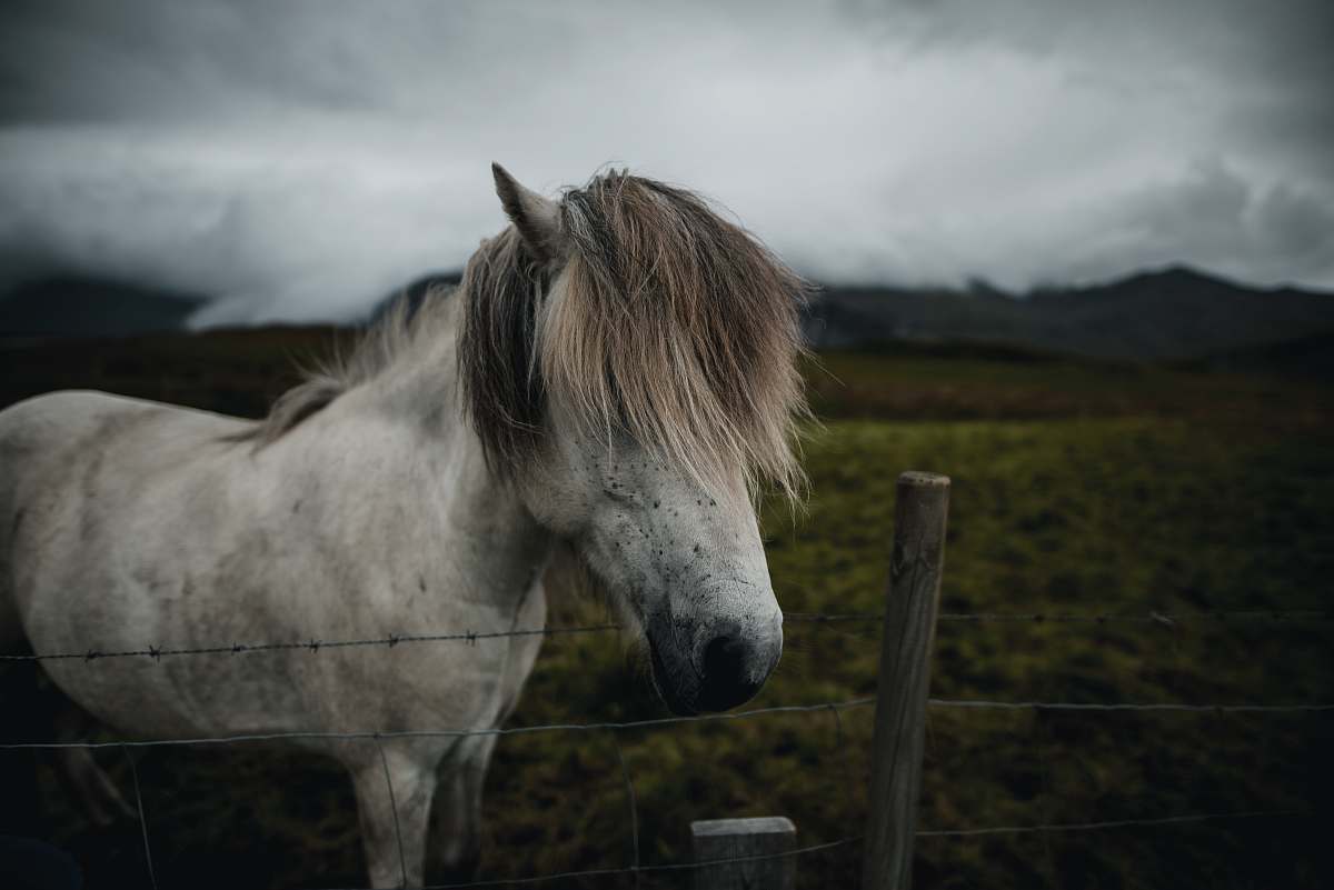 animal white horse near fence mammal