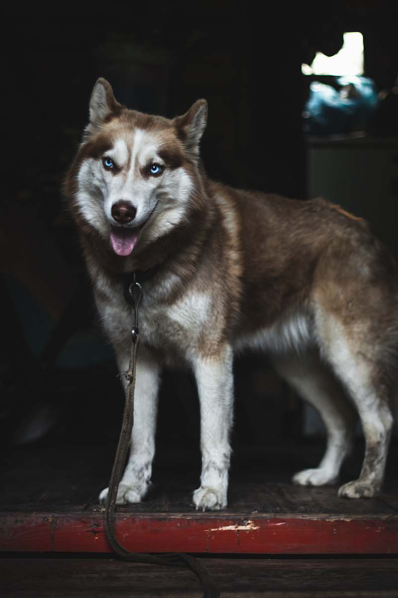 dog adult Siberian husky pet