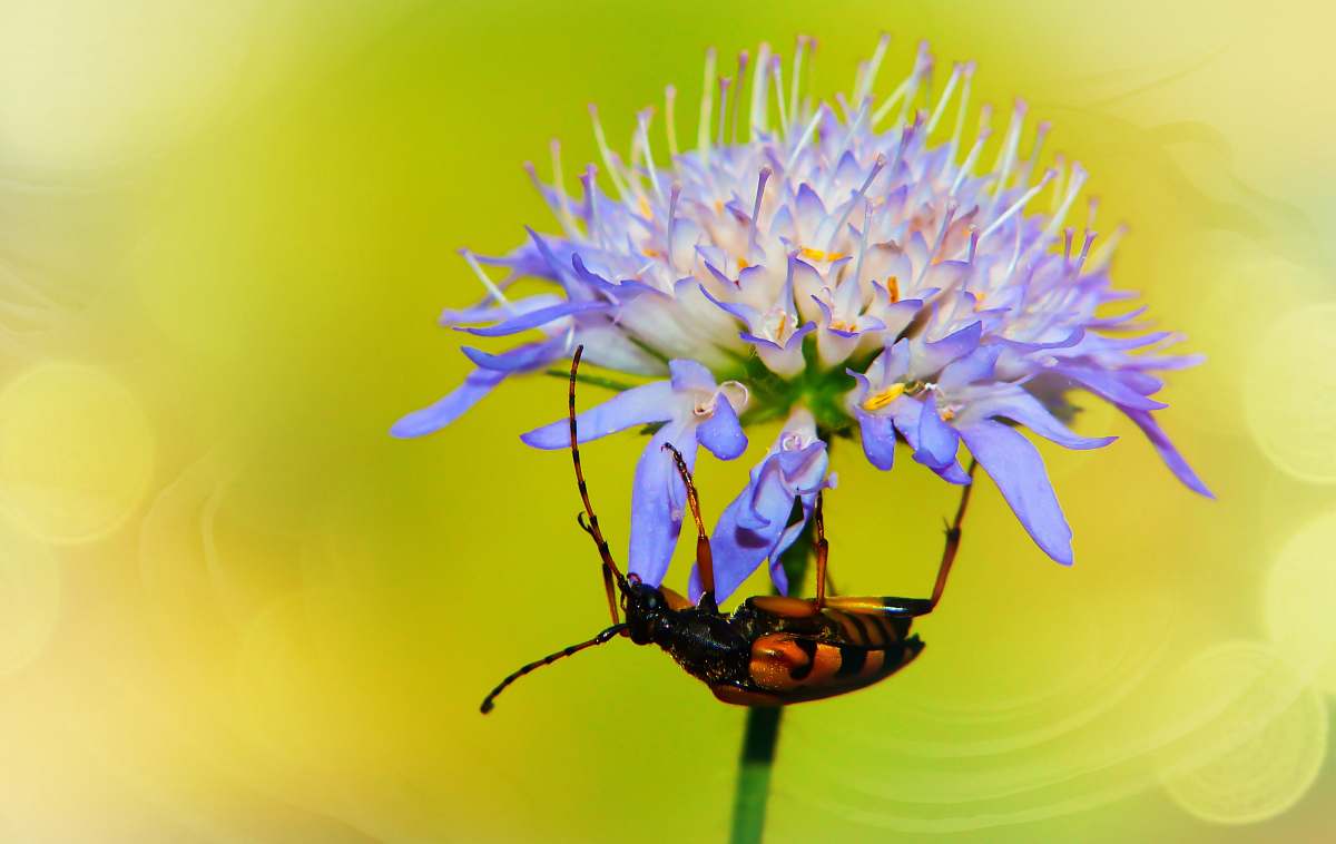 wasp purple flowers andrena
