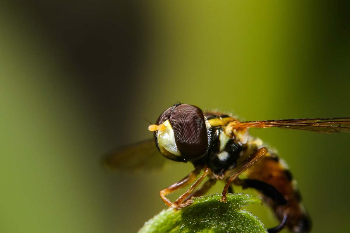 insect black and brown dragonfly wasp