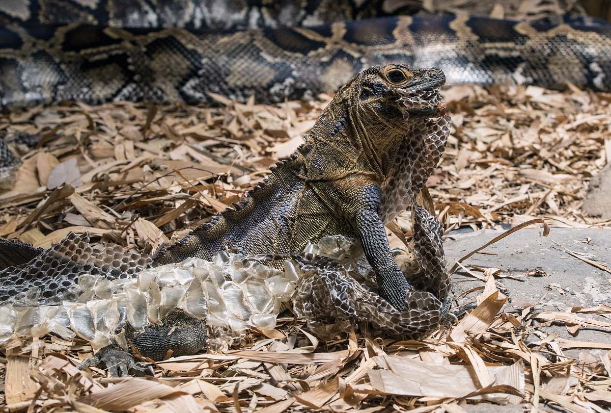 animal brown and gray iguana reptile
