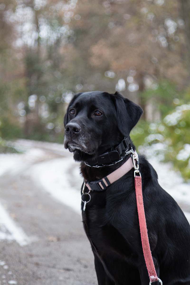 dog adult black Labrador retriever during daytime canine