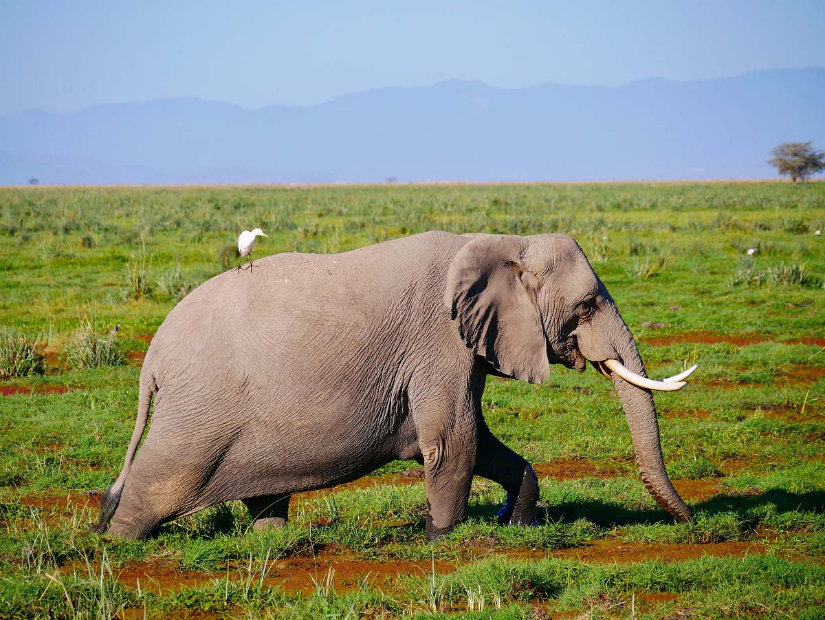 animal adult elephant walking on grass field elephant