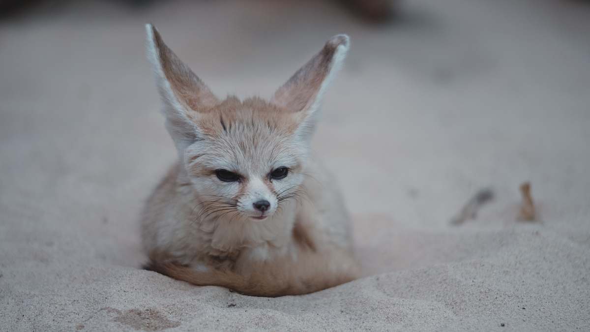 fox brown fox on sand kit fox