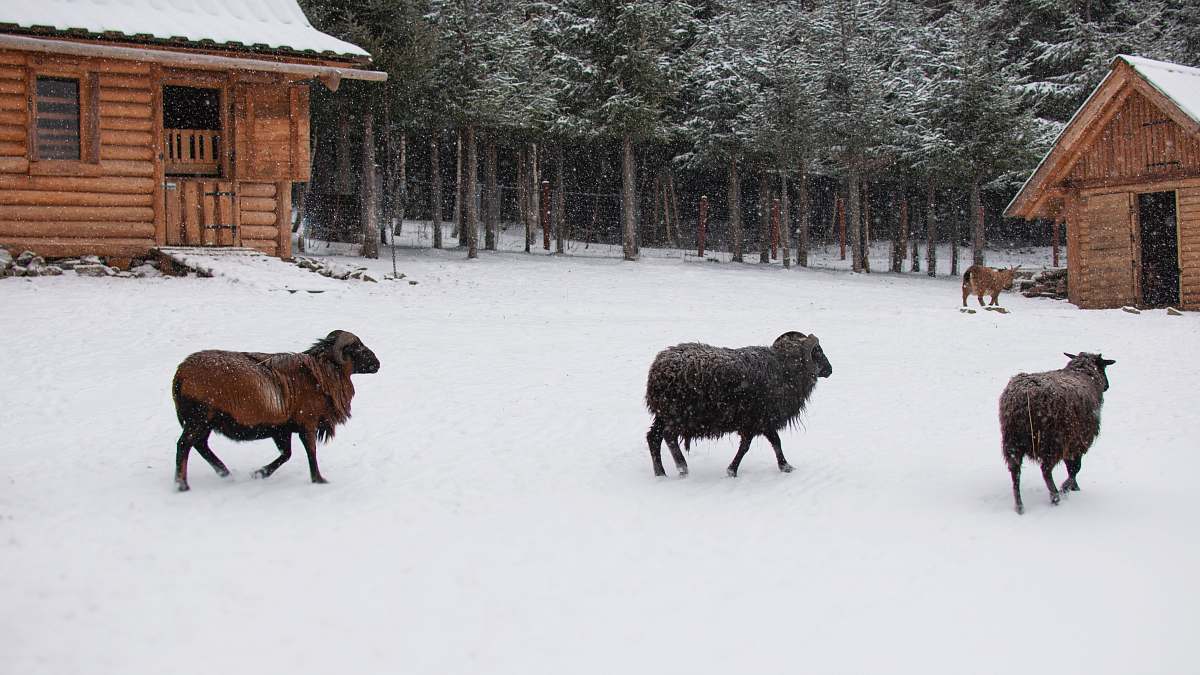 sheep brown goats on snow animal
