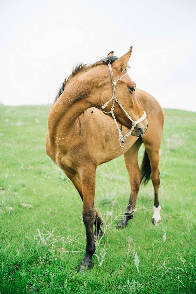 animal brown horse on field horse