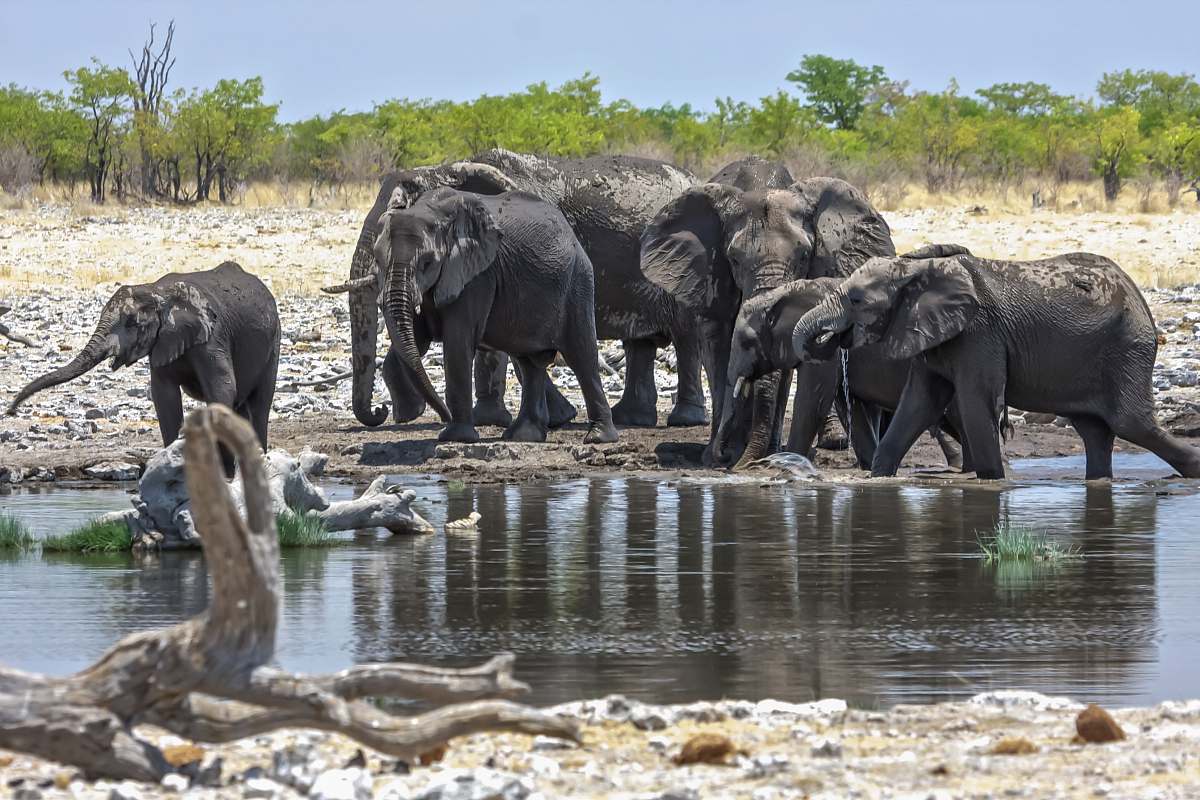 animal group of elephants elephant