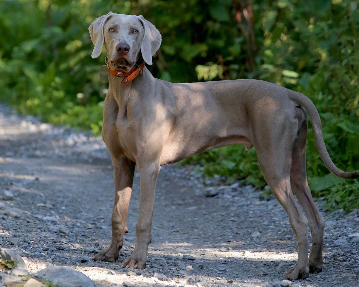 pet short-coat grey dog during daytime canine