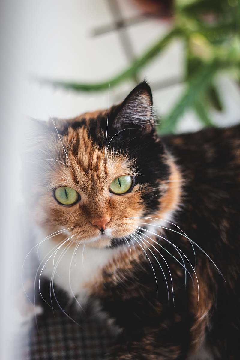 animal tortoiseshell cat pet