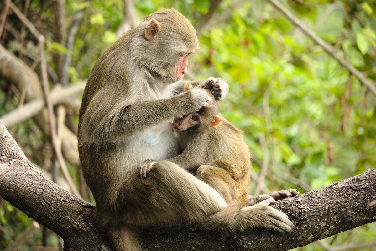 animal two brown and white monkeys on top of tree branch during daytime monkey